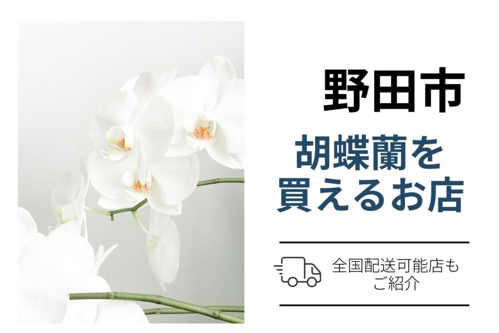 【野田市】胡蝶蘭を翌日配送で手配｜ネット通販と花屋の購入案内