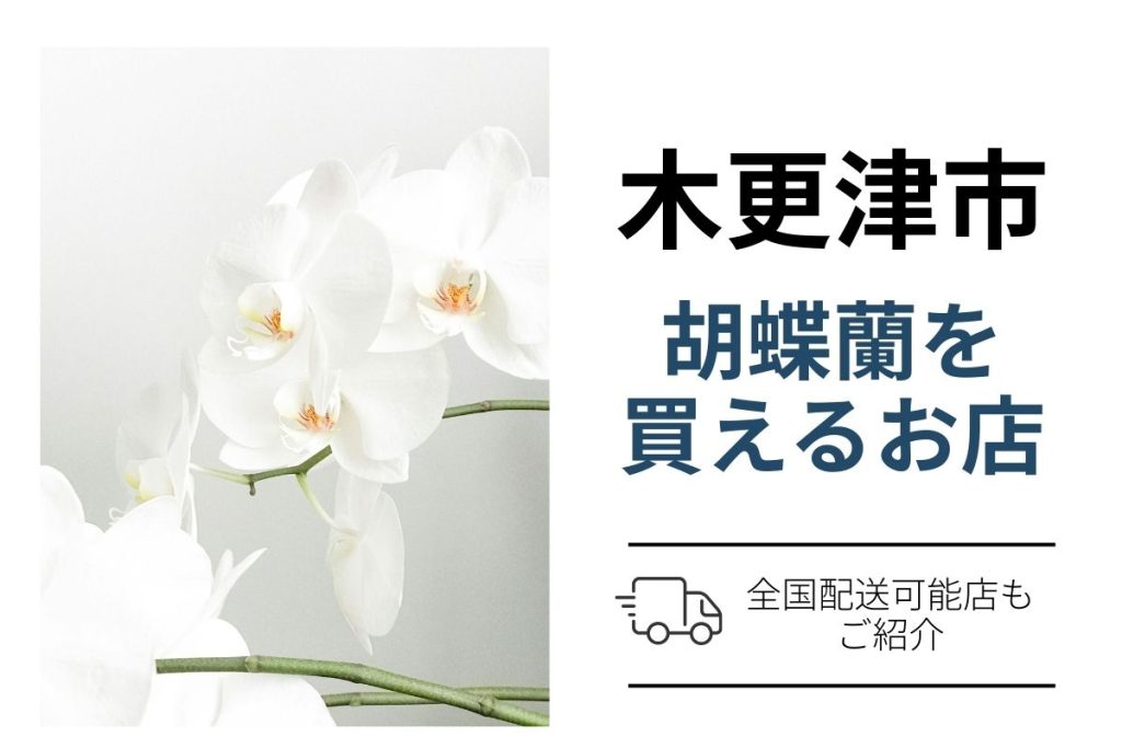 【木更津市】胡蝶蘭を翌日配送で手配｜ネット通販と花屋の選び方