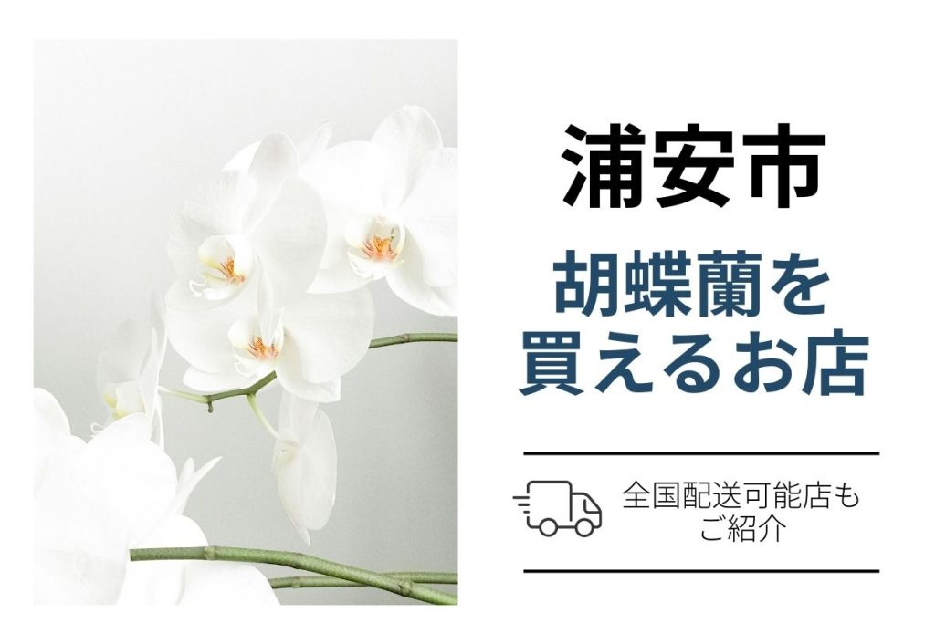 【浦安市】胡蝶蘭を翌日配送で手配するには？ネット通販と花屋の使い分け案内