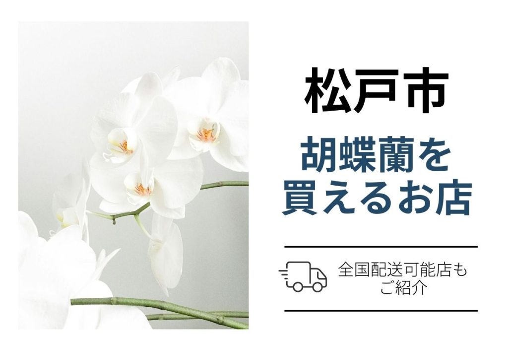 【松戸市】胡蝶蘭を翌日配送で手配するには？ネット通販と花屋の選び方