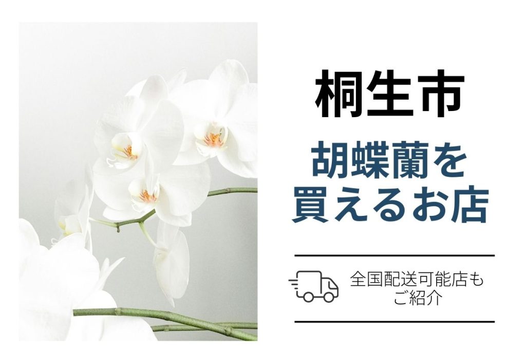 【桐生市】胡蝶蘭を翌日配送で手配するなら？ネット通販と花屋の買い方案内