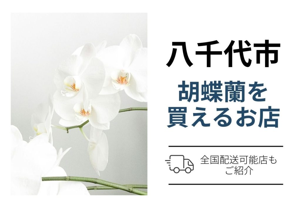 【八千代市】胡蝶蘭を翌日配送で手配する方法｜ネット通販と花屋の使い分け