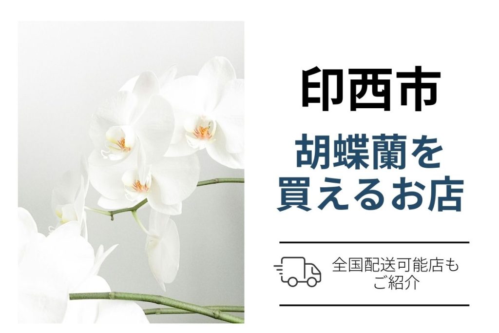 【印西市】胡蝶蘭手配ガイド｜法人贈答はネット通販と地域花屋を比較して翌日配送も検討