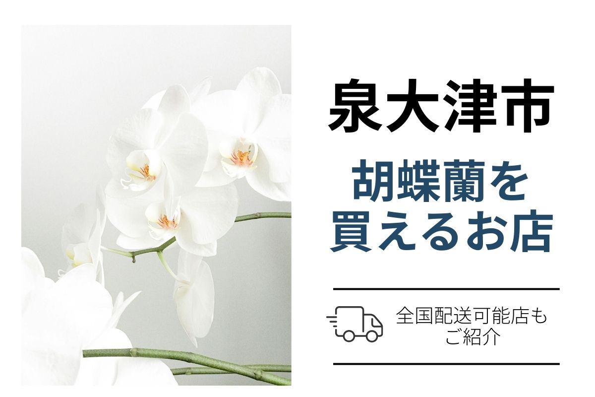 泉大津市の胡蝶蘭購入ガイド｜通販と地域花屋で最短翌日配送対応