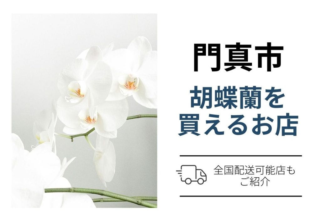 門真市で胡蝶蘭をネット通販で購入・手配｜翌日配送と花屋比較（法人贈答向け）