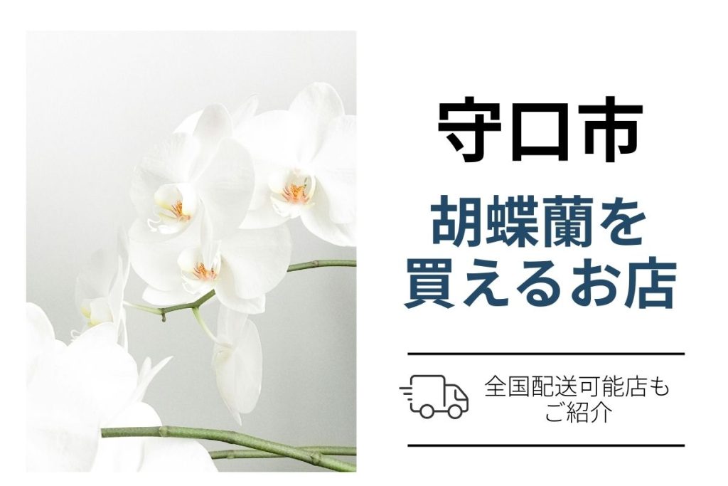 守口市の開店祝い・就任祝い・移転祝いに胡蝶蘭購入｜ネット通販と花屋比較・翌日配送