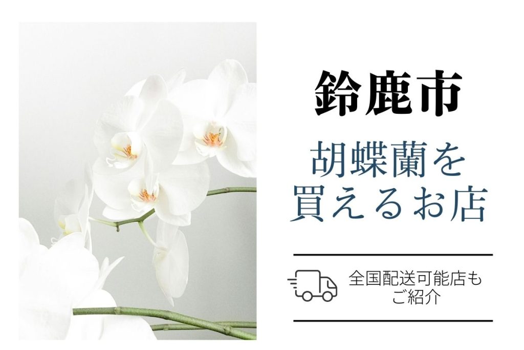 【鈴鹿市】胡蝶蘭を贈るなら？開店・就任祝い向け｜翌日配送対応のネット通販と地域花屋さんをご紹介