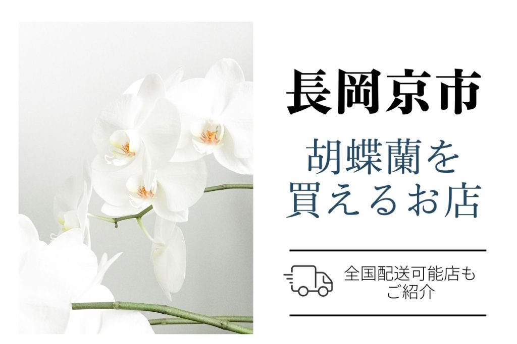 【長岡京市対応】胡蝶蘭のネット通販と地域の生花店｜翌日配送にも対応