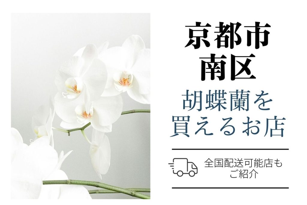 【京都市南区】胡蝶蘭おすすめショップ｜価格相場や定番マナーも解説