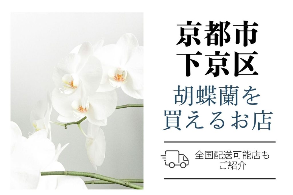 京都市下京区で胡蝶蘭を購入｜翌日配送対応のおすすめショップ＆相場を解説