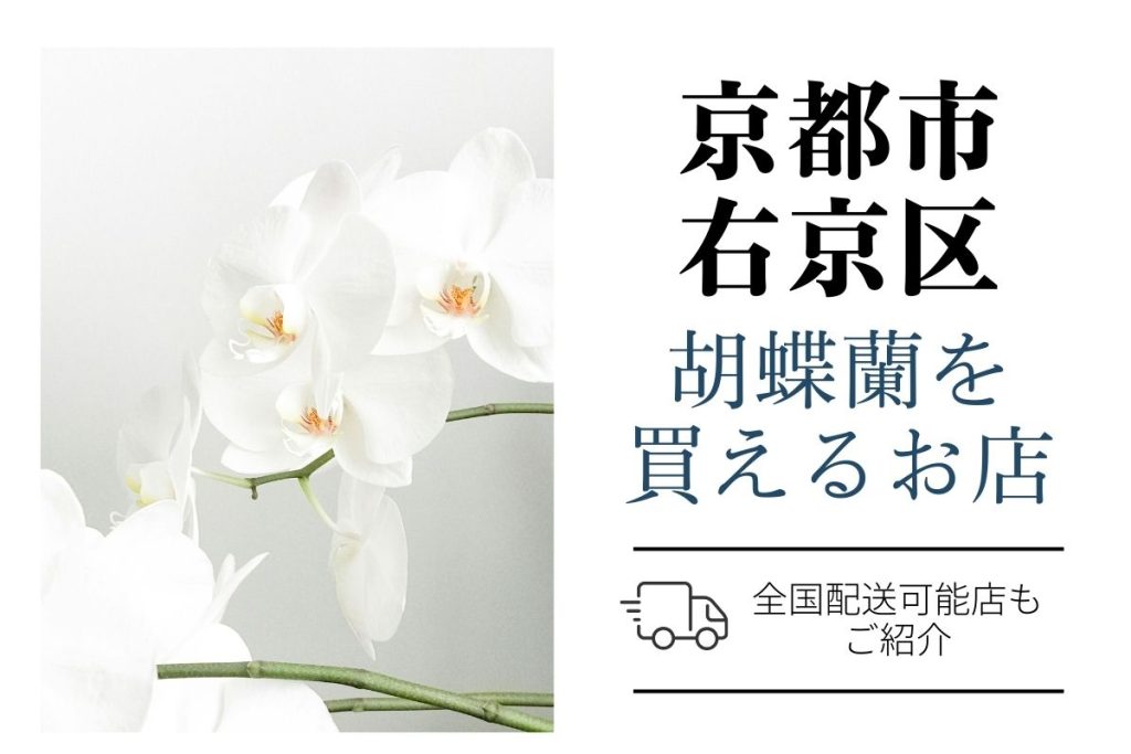 【京都市右京区】胡蝶蘭を開店祝い・就任祝いに買う方法｜おすすめショップとお値段も