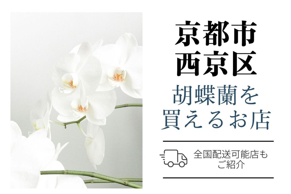 【京都市西京区】胡蝶蘭をお祝いに贈る｜おすすめショップとお値段・マナー解説