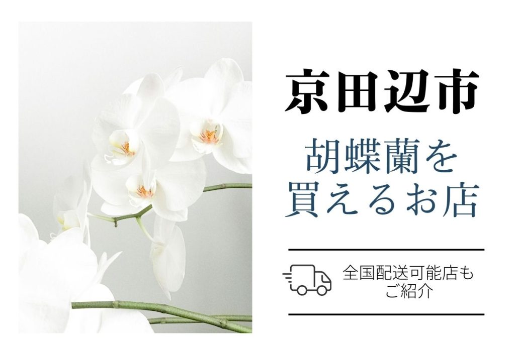 【京田辺市】胡蝶蘭を買えるおすすめ通販とお花屋さん｜費用相場や翌日配送についても紹介