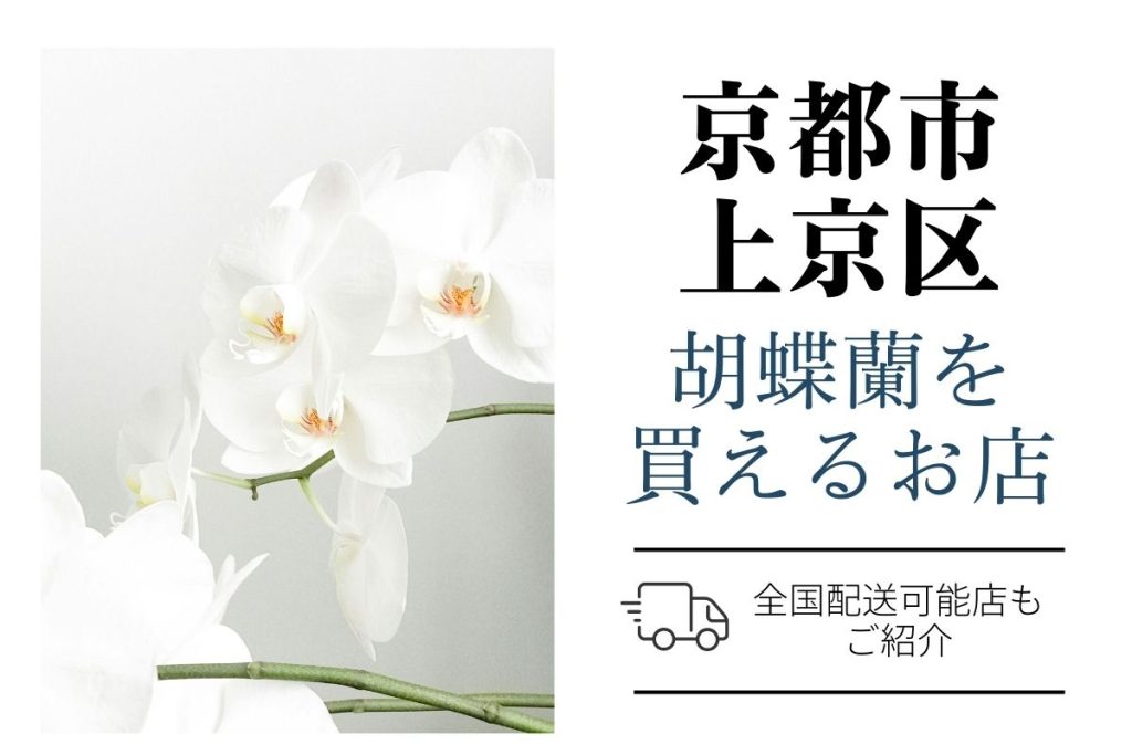 【京都市上京区】胡蝶蘭をお祝いに贈る｜おすすめショップとお値段・マナー解説