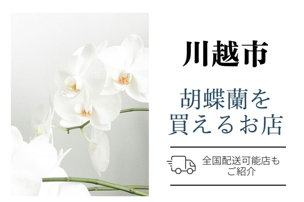 川越市で胡蝶蘭を手配するなら？おすすめネット通販とお花屋さん