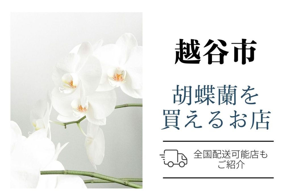 越谷市で胡蝶蘭を手配するなら？ネット通販と地域のお花屋さんをご紹介
