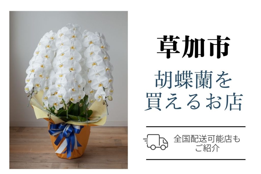 【草加市】胡蝶蘭を手配するなら？おすすめネット通販とお花屋さん