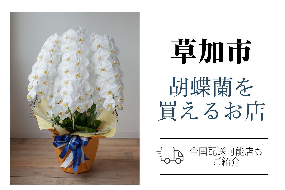 【草加市】胡蝶蘭を手配するなら？おすすめネット通販とお花屋さん