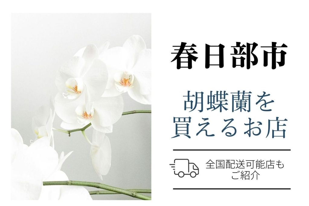 春日部市で胡蝶蘭を購入｜評判のネットショップと地元の花屋さんを紹介