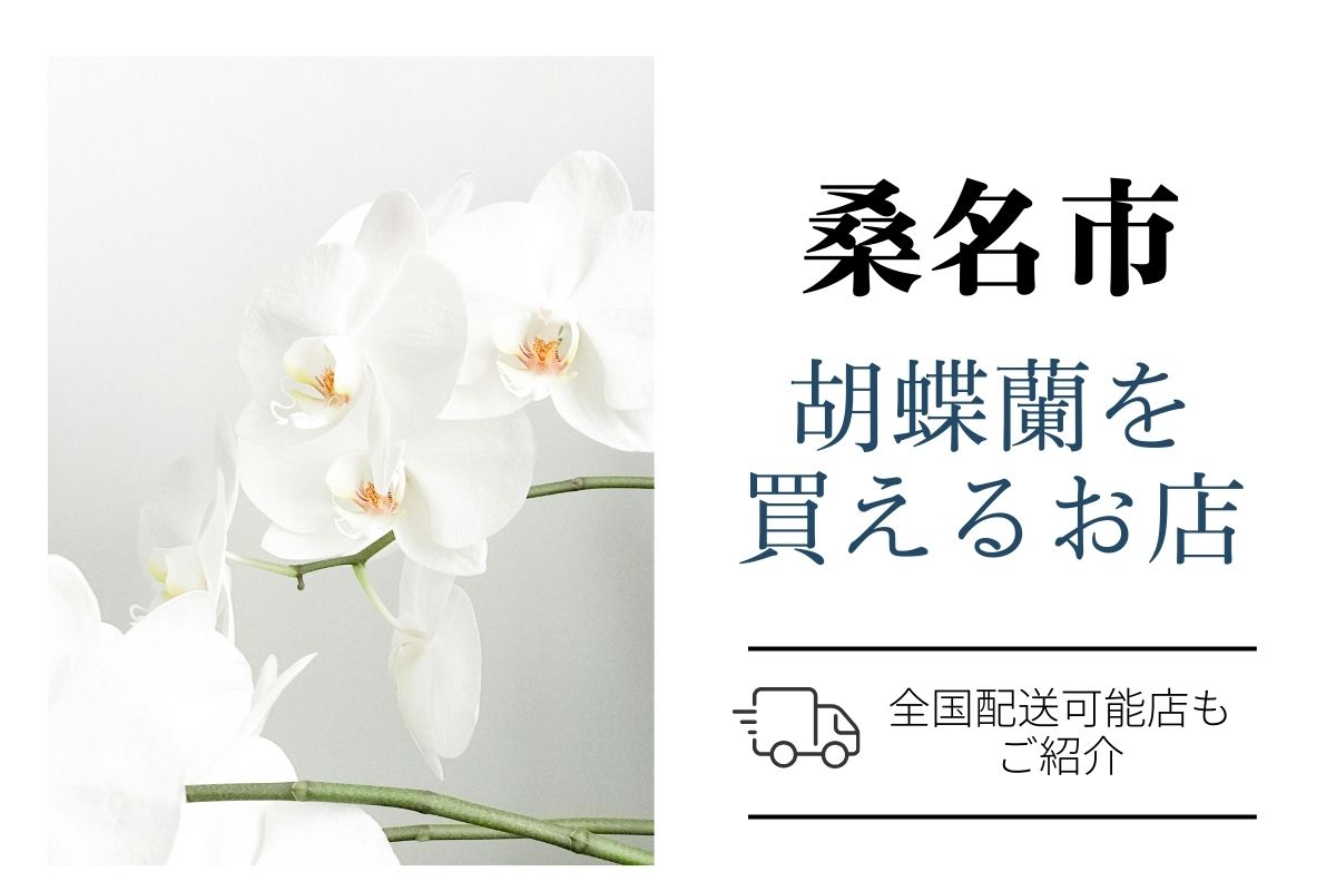 【桑名市】開店祝い胡蝶蘭｜ネット通販と地域の花屋を比較・翌日配送にも対応