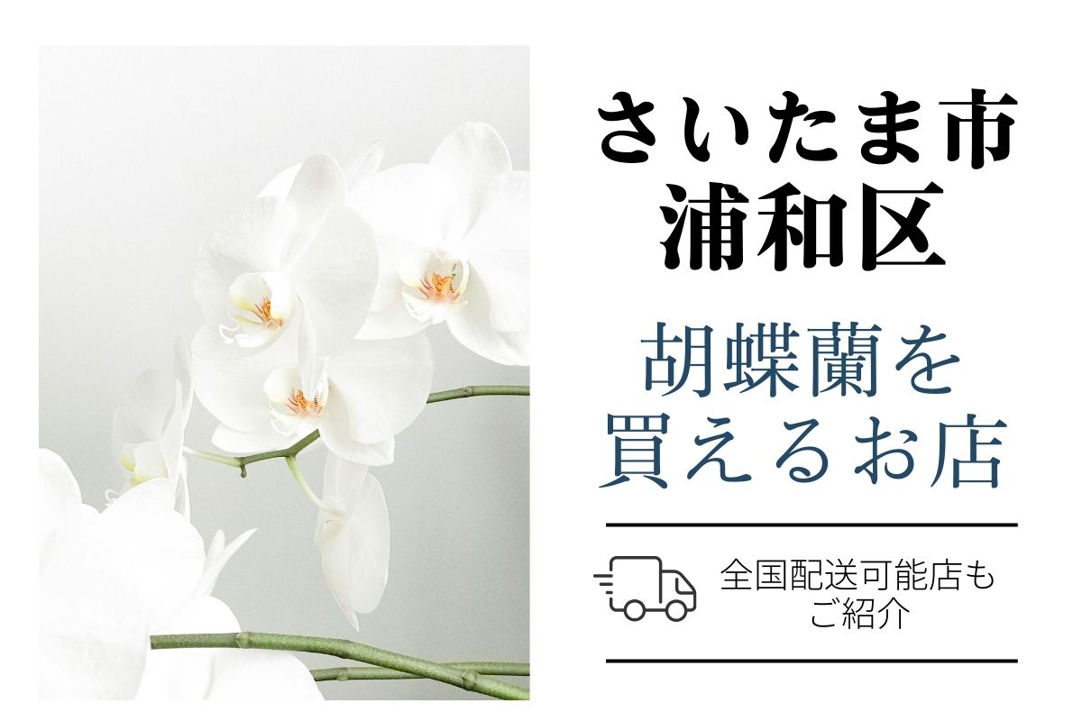 【浦和区】胡蝶蘭が購入できるお店｜開店祝い・翌日配送にも対応
