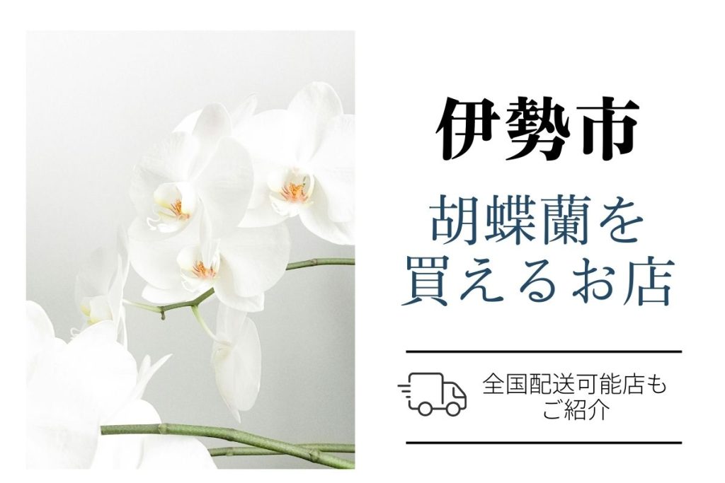 【伊勢市】開店祝いの胡蝶蘭｜ネット通販と地域の花屋で比較｜翌日配送も案内