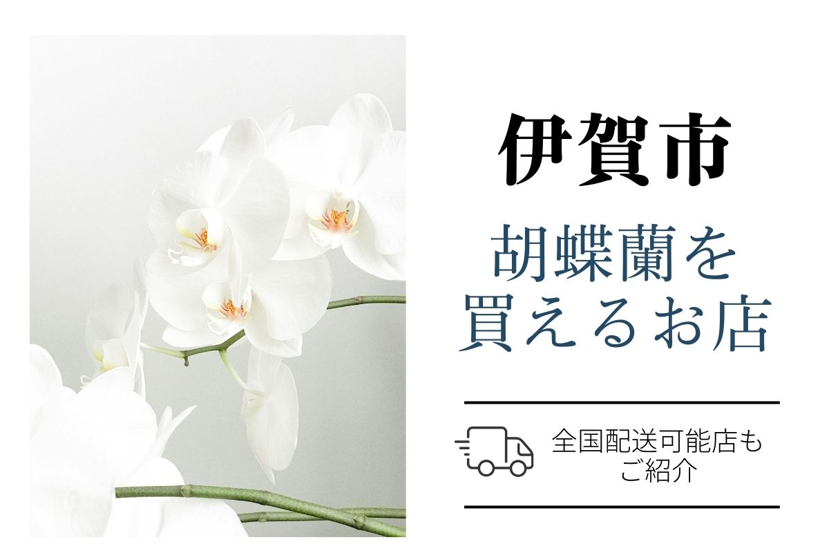 【伊賀市】開店祝い胡蝶蘭｜ネット通販と地域花屋を比較、翌日配送も確認