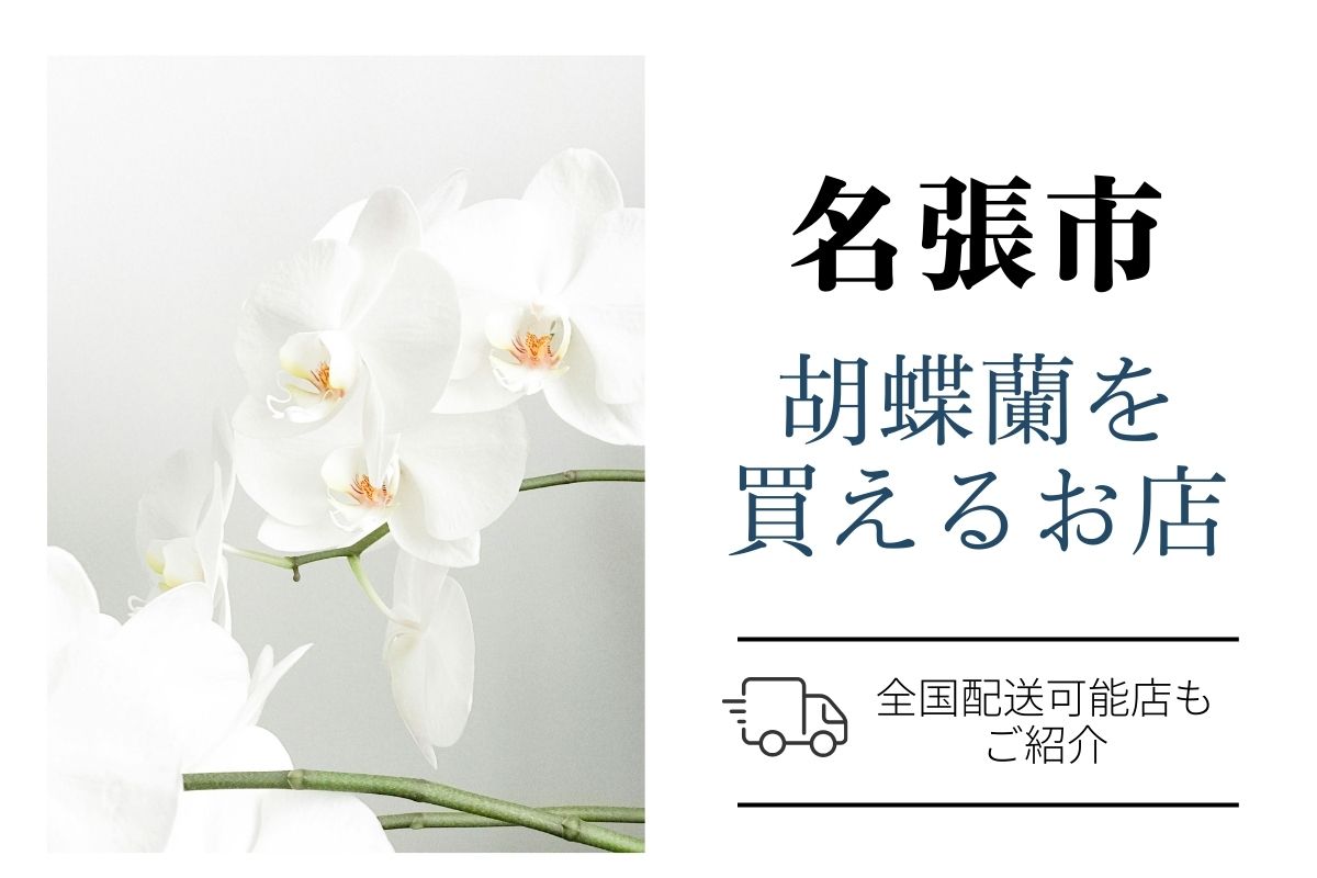 【名張市】開店祝いの胡蝶蘭｜ネット通販と地域の花屋で比較｜翌日配送も対応可のショップ