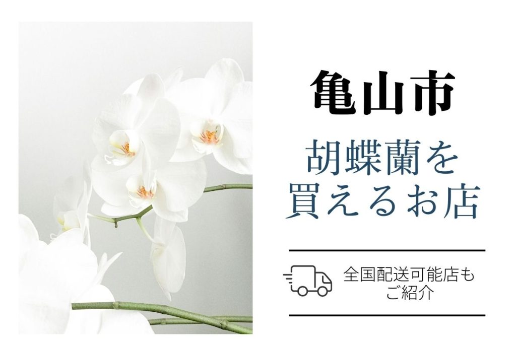 【亀山市】胡蝶蘭おすすめショップ｜翌日配送も便利。ネット通販と地域の花屋を比較