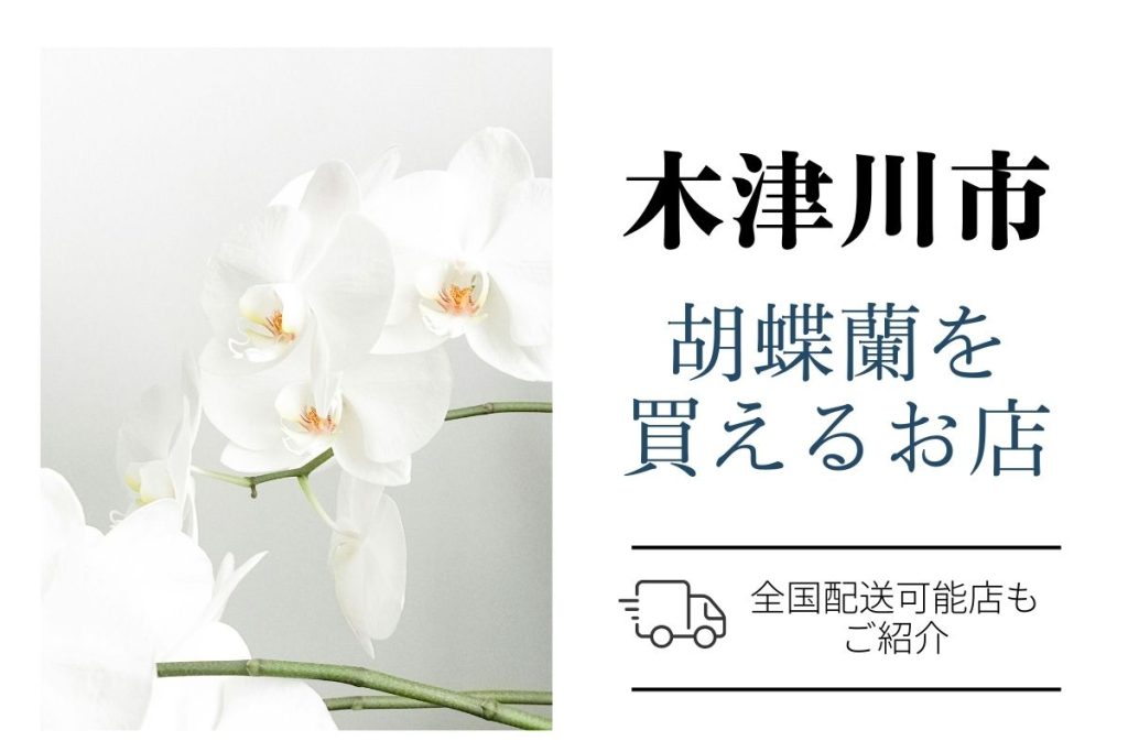 【木津川市】胡蝶蘭を開店祝いに贈る｜ネット通販と地域の生花店・翌日配送を比較