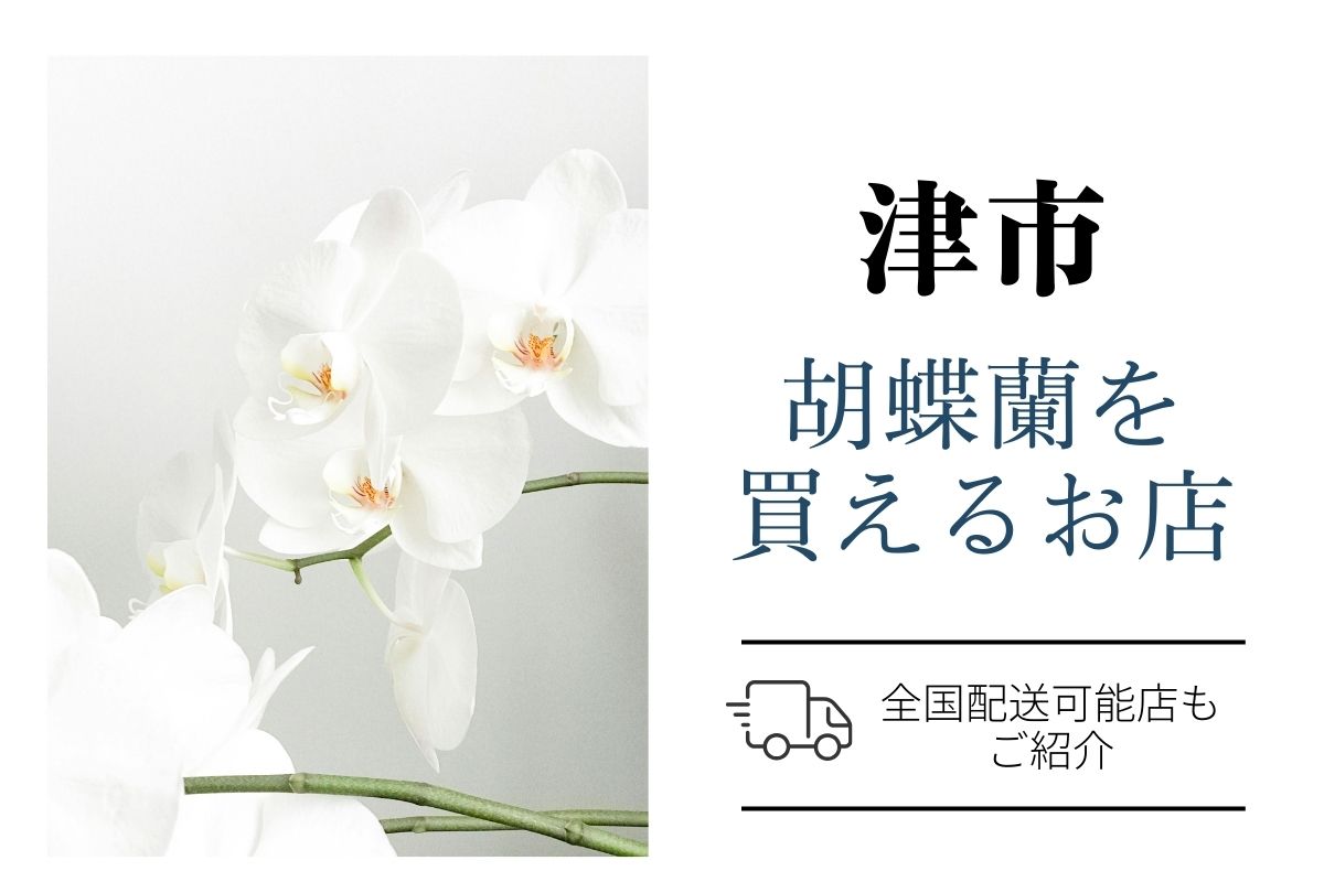 津市の法人贈答向け胡蝶蘭はネット通販と花屋を比較して翌日配送も検討