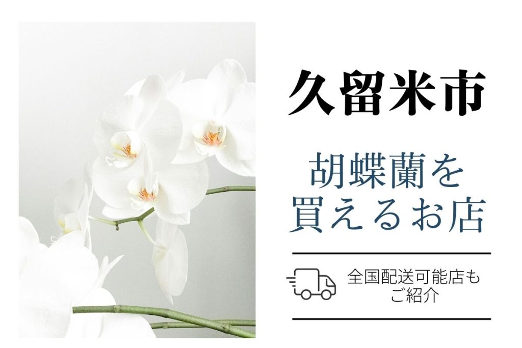 久留米市で胡蝶蘭を購入｜評判の専門ネットショップと地元花屋さん