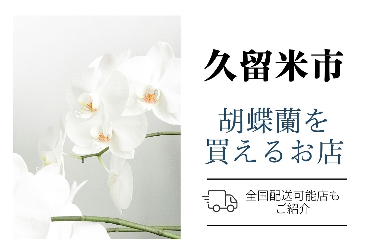 久留米市で胡蝶蘭を購入｜評判の専門ネットショップと地元花屋さん