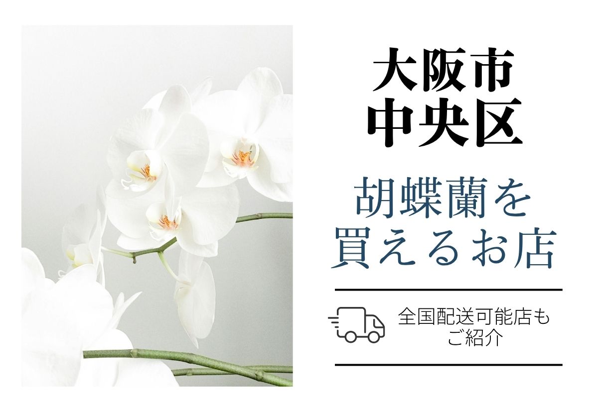 【大阪市中央区】胡蝶蘭選び｜高品質・安値で翌日配送ネット通販＆店舗比較