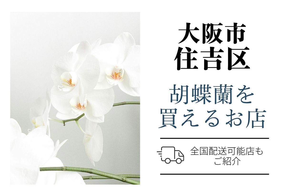 【住吉区】胡蝶蘭おすすめネットショップ＆お花屋さん｜価格相場や定番マナーも解説