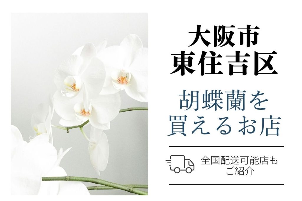 東住吉区の開店祝いに胡蝶蘭を手配するコツ（通販・花屋）