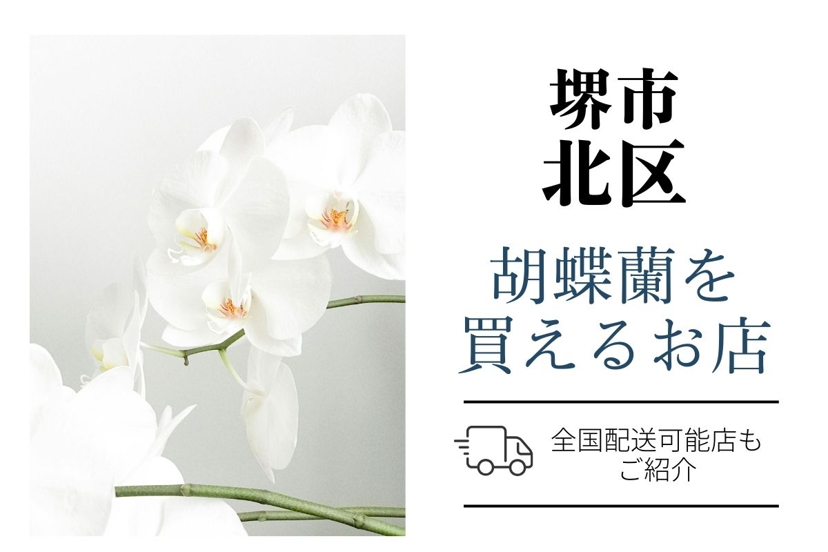 堺市北区の胡蝶蘭選び｜高品質・安値で翌日配送ネット通販＆店舗比較