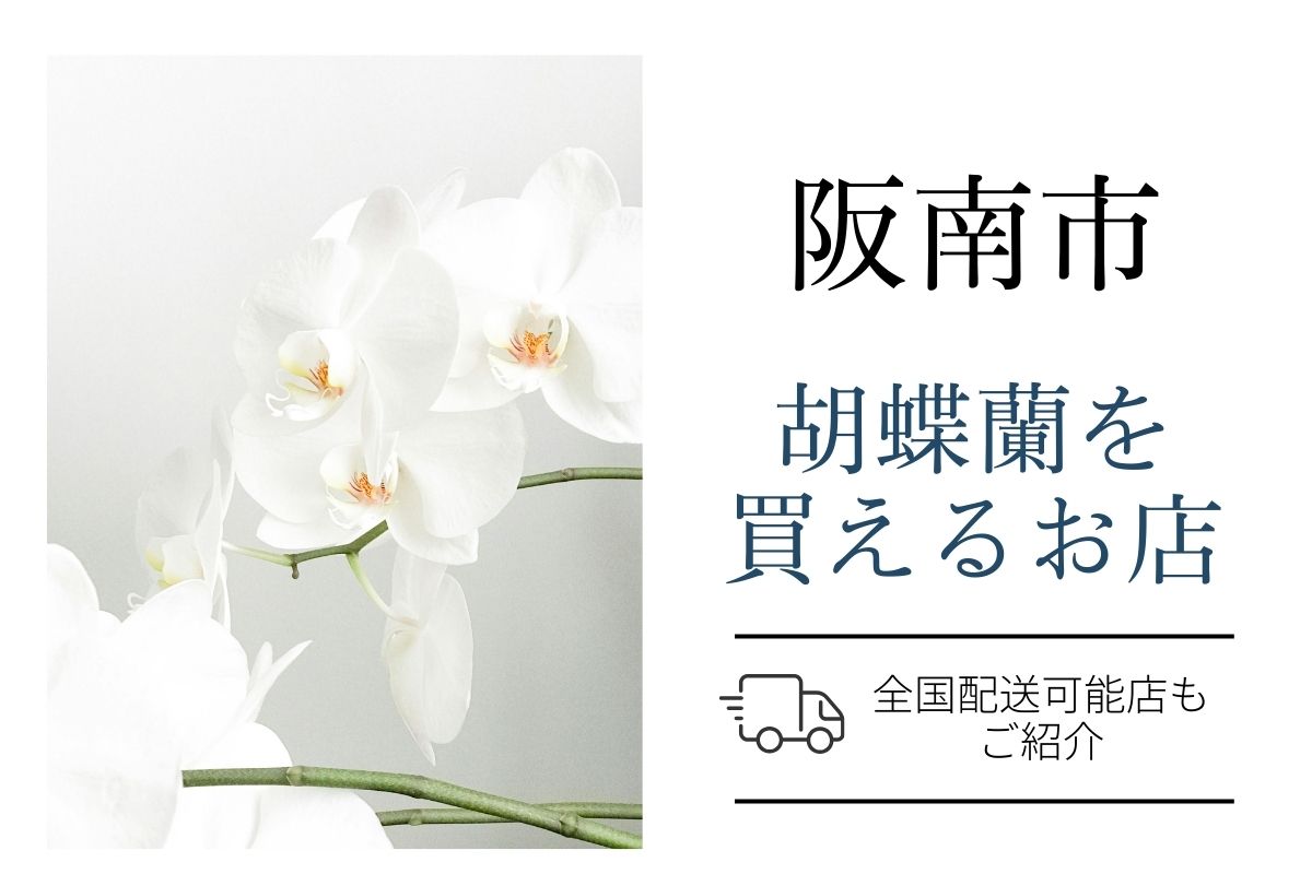阪南市で胡蝶蘭を買うならどこ？当日・翌日配送OKなおすすめ店と相場まとめ