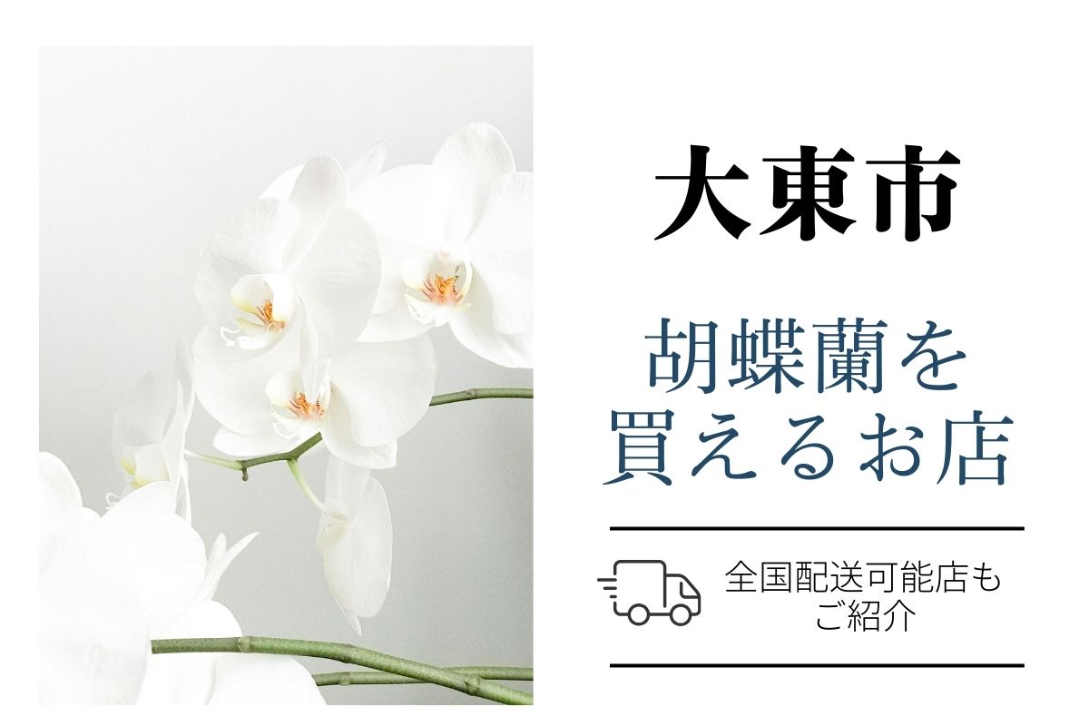 【大東市】胡蝶蘭を贈るなら？｜当日・翌日配送OKな花屋とおすすめ通販を徹底比較