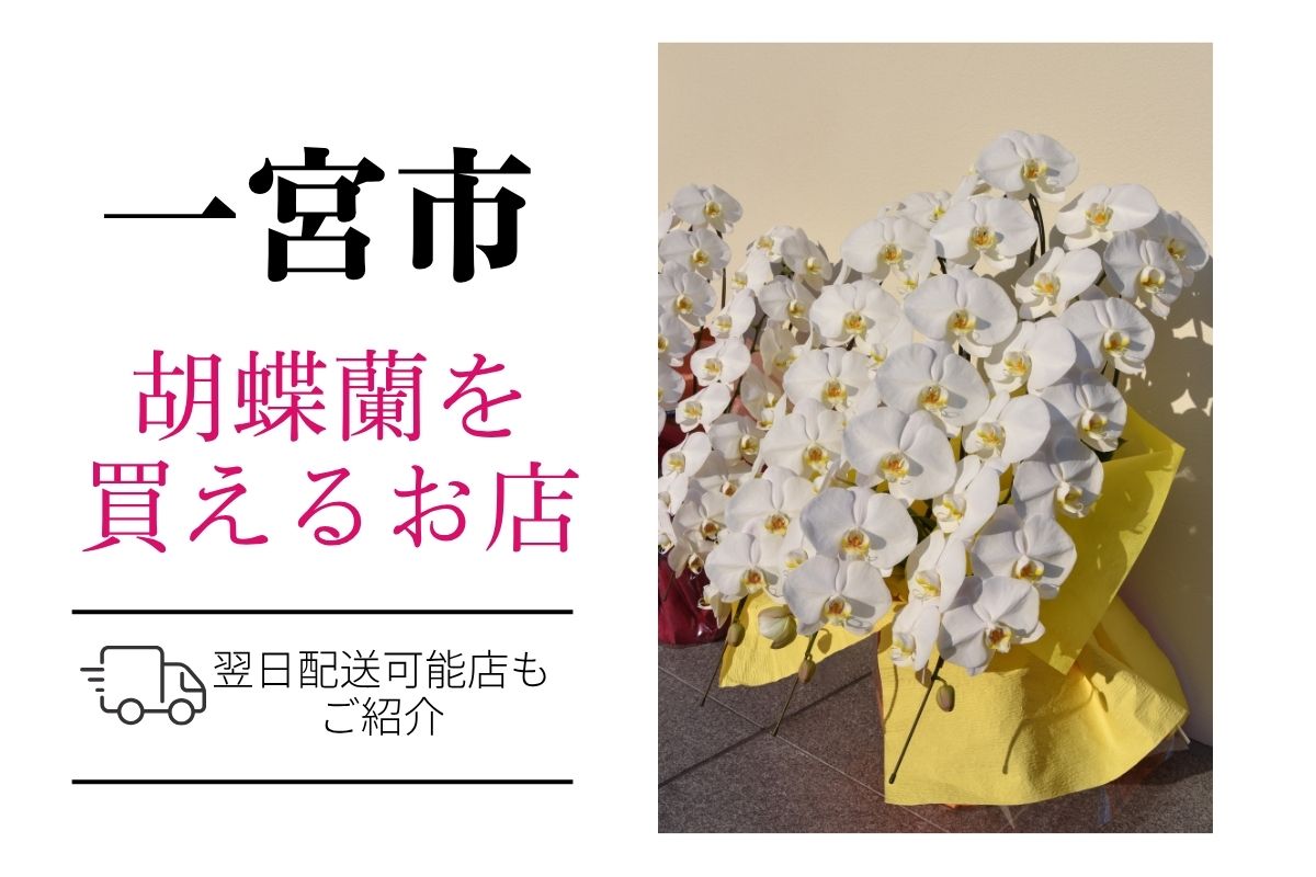 一宮市の胡蝶蘭選び｜高品質・安値で翌日配送ネット通販＆店舗比較