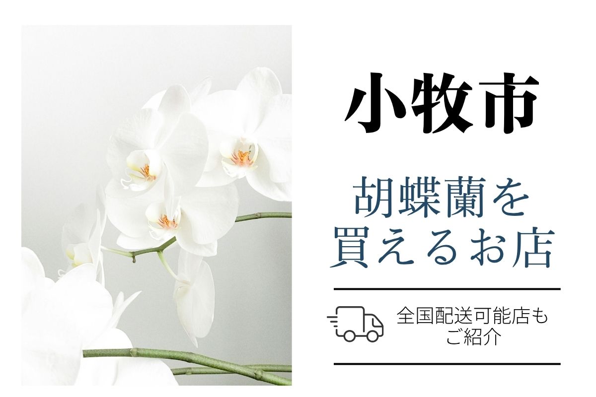 小牧市で胡蝶蘭を手配するなら？おすすめネット通販と地域のお花屋さん