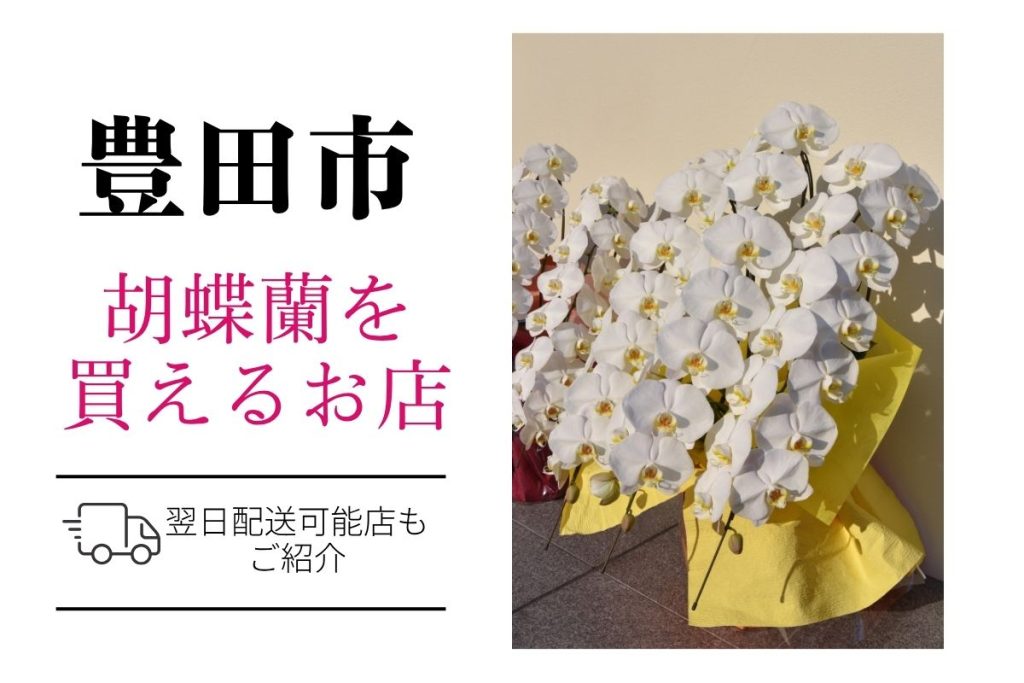 豊田市の胡蝶蘭選び｜高品質・安値で翌日配送ネット通販＆店舗比較 豊田市の胡蝶蘭選び｜高品質・安値で翌日配送ネット通販＆店舗比較
