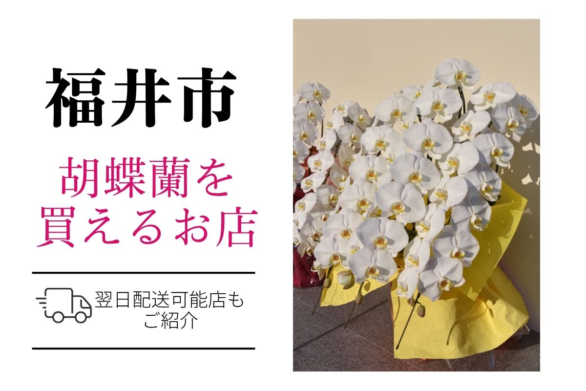 【福井市】胡蝶蘭のおすすめショップ|価格相場や定番マナーも解説