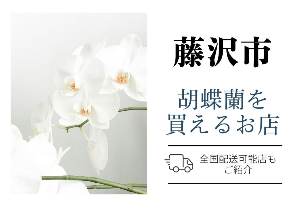 【藤沢市】胡蝶蘭が購入できるお店｜開店祝い・翌日配送にも対応