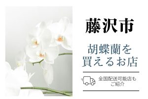 【藤沢市】胡蝶蘭が購入できるお店｜開店祝い・翌日配送にも対応