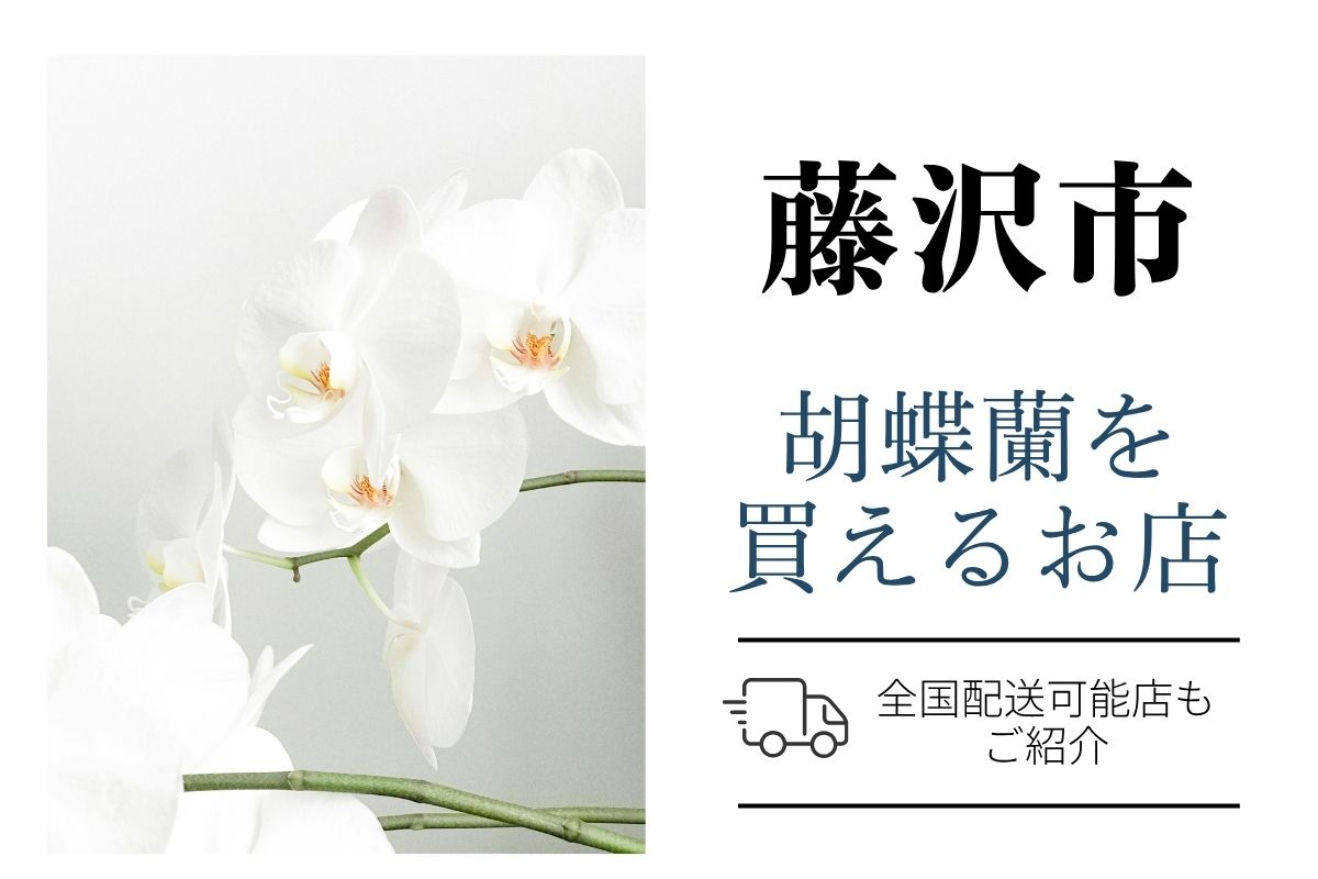 【藤沢市】胡蝶蘭が購入できるお店｜開店祝い・翌日配送にも対応