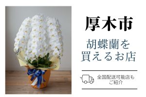 【厚木市】胡蝶蘭のおすすめショップ｜価格相場や定番マナーも解説