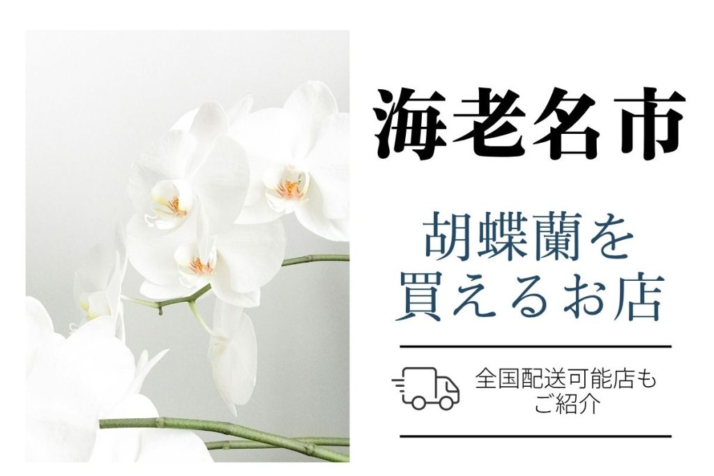 【海老名市】胡蝶蘭が購入できるお店｜開店祝い・翌日配送にも対応