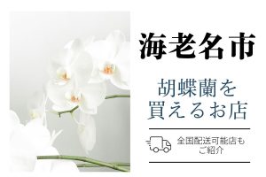 【海老名市】胡蝶蘭が購入できるお店｜開店祝い・翌日配送にも対応