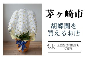 【茅ヶ崎市】胡蝶蘭おすすめショップ｜高品質・安値で翌日配送ネット通販＆店舗比較